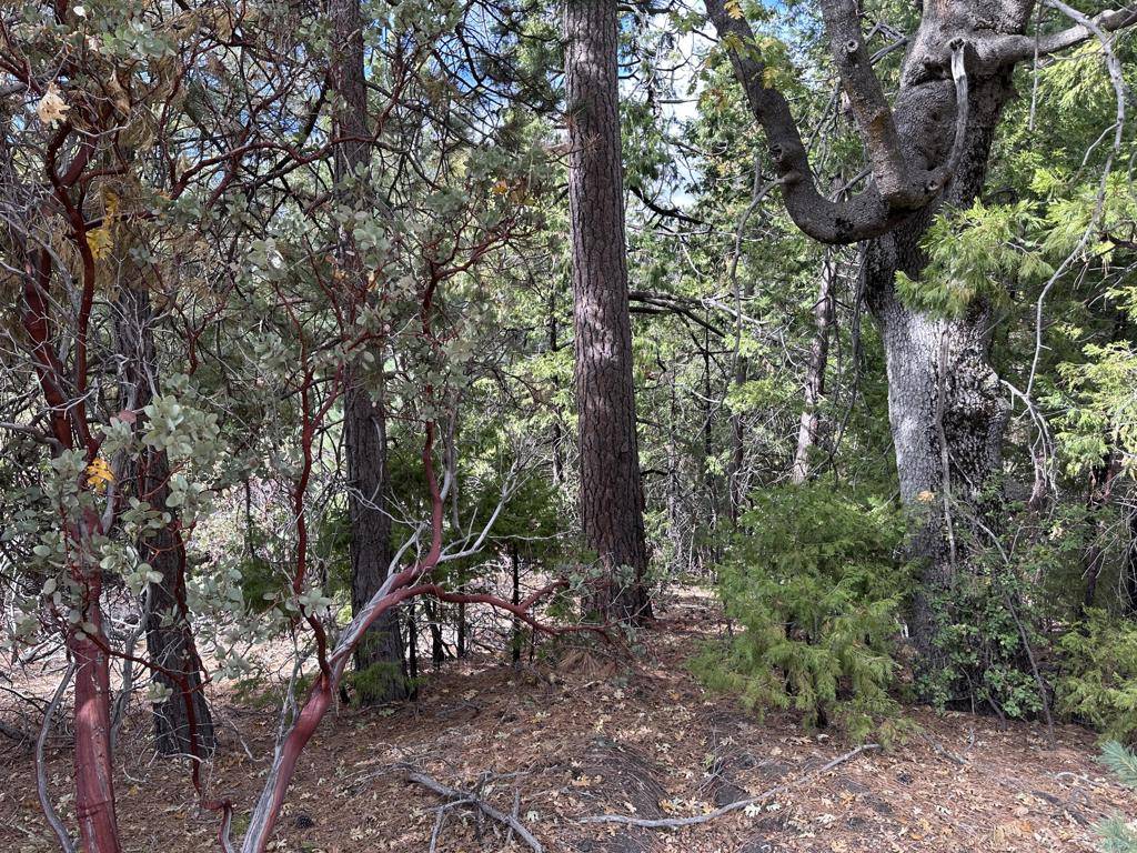 Idyllwild, CA 92549,0 Round Robin