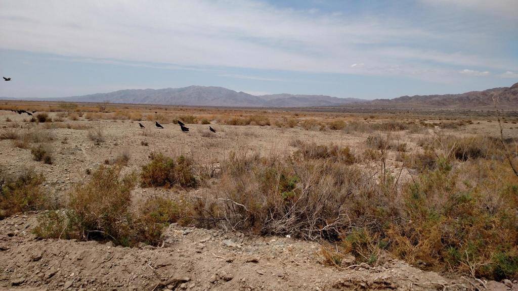 Niland, CA 92257,40 Ac M/L Domeno RD