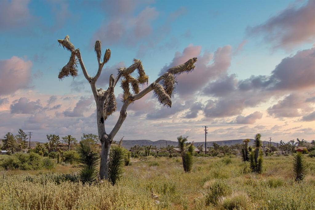 Pioneertown, CA 92268,129 Annie Oakley