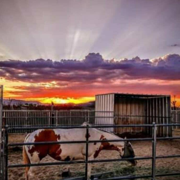 Landers, CA 92285,58562 Applegate WAY