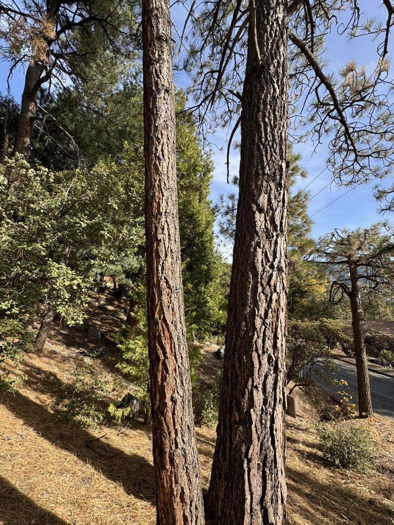 Idyllwild, CA 92549,53642 Jeffrey Pine Road RD