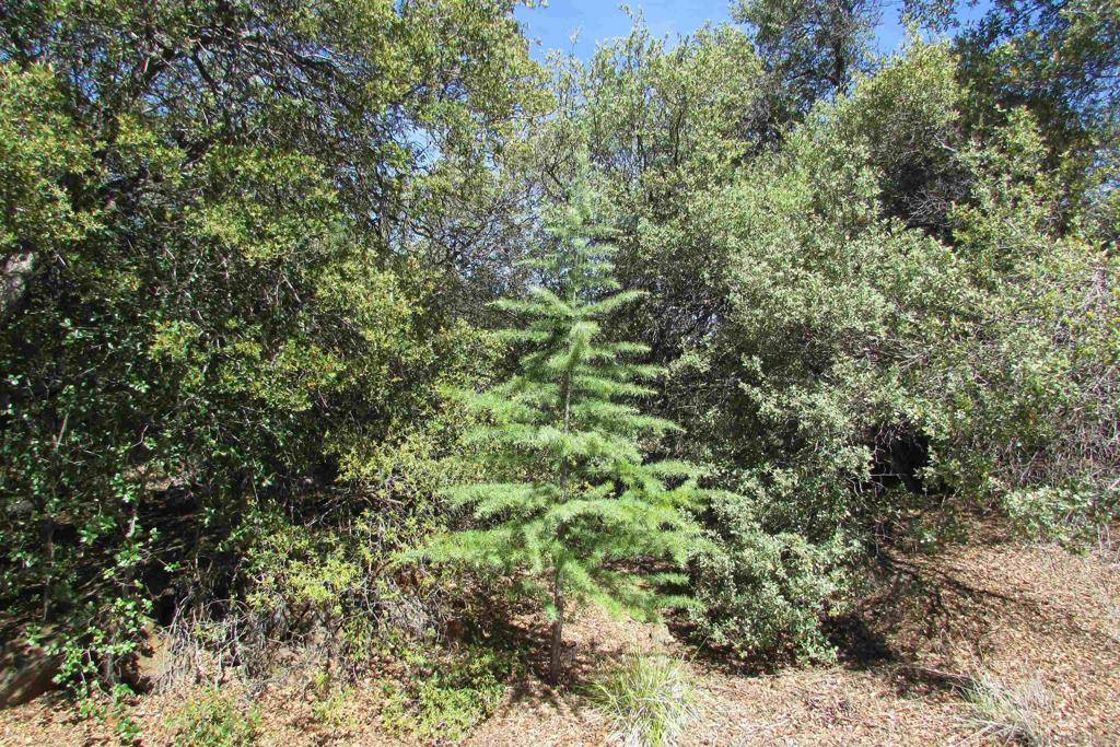 Julian, CA 92036,5116 Pine Hills Road