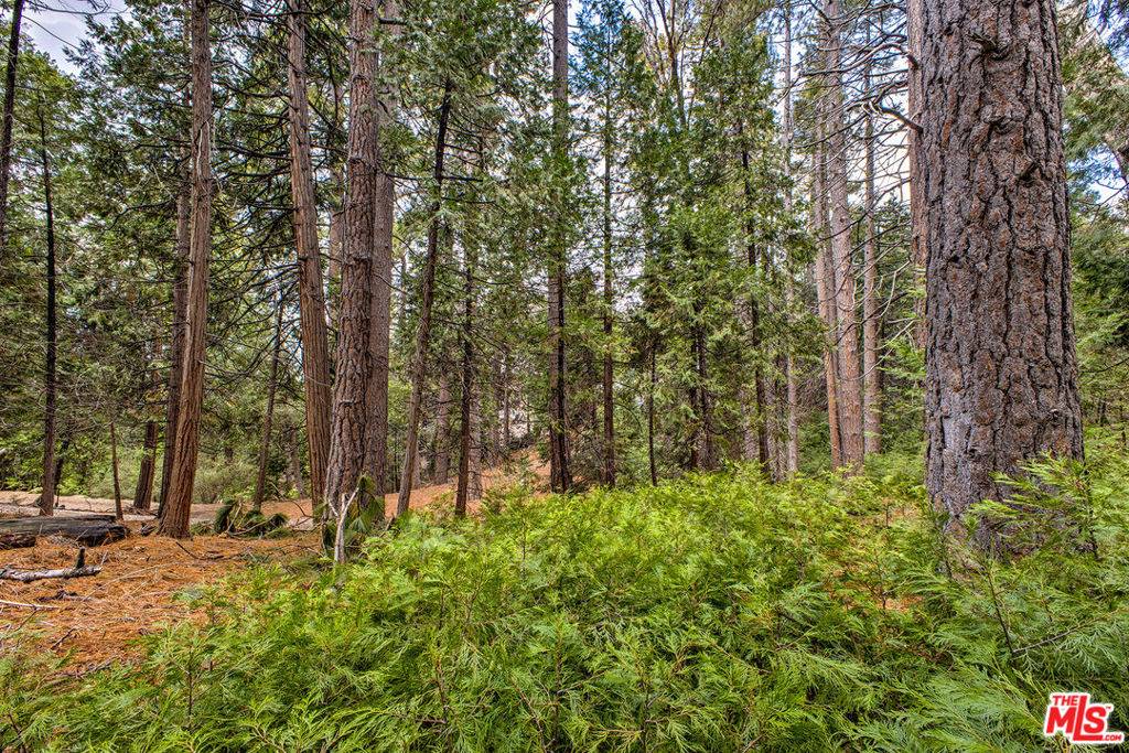 Idyllwild, CA 92549,25450 Norwood DR