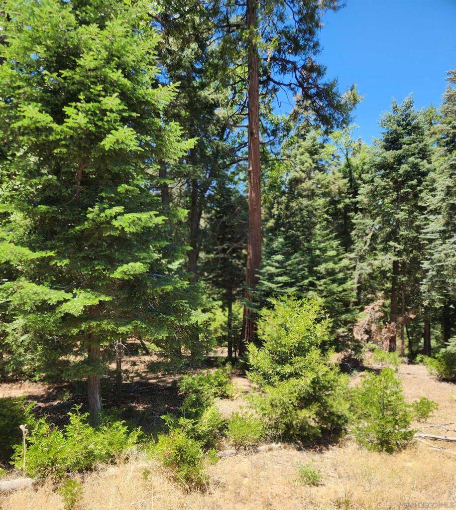 Palomar Mountain, CA 92060,Conifer Lane