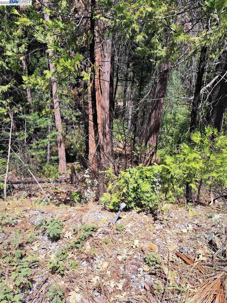 Pollock Pines, CA 95726,Address not disclosed