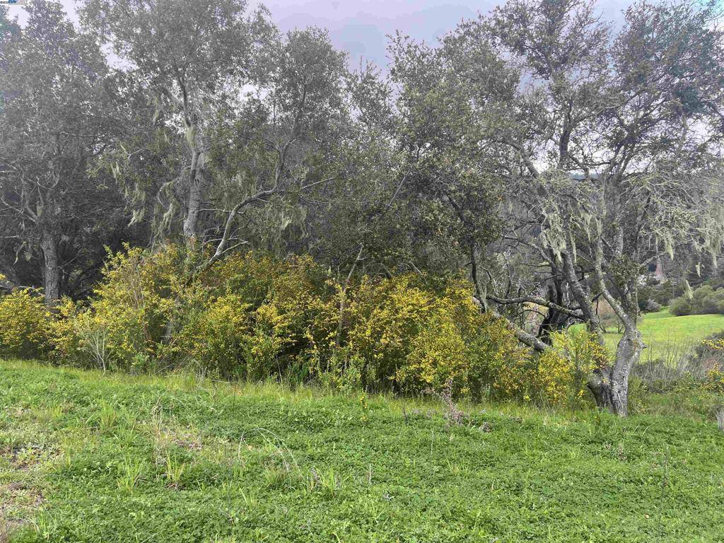 La Honda, CA 94020,20 Scenic Drive