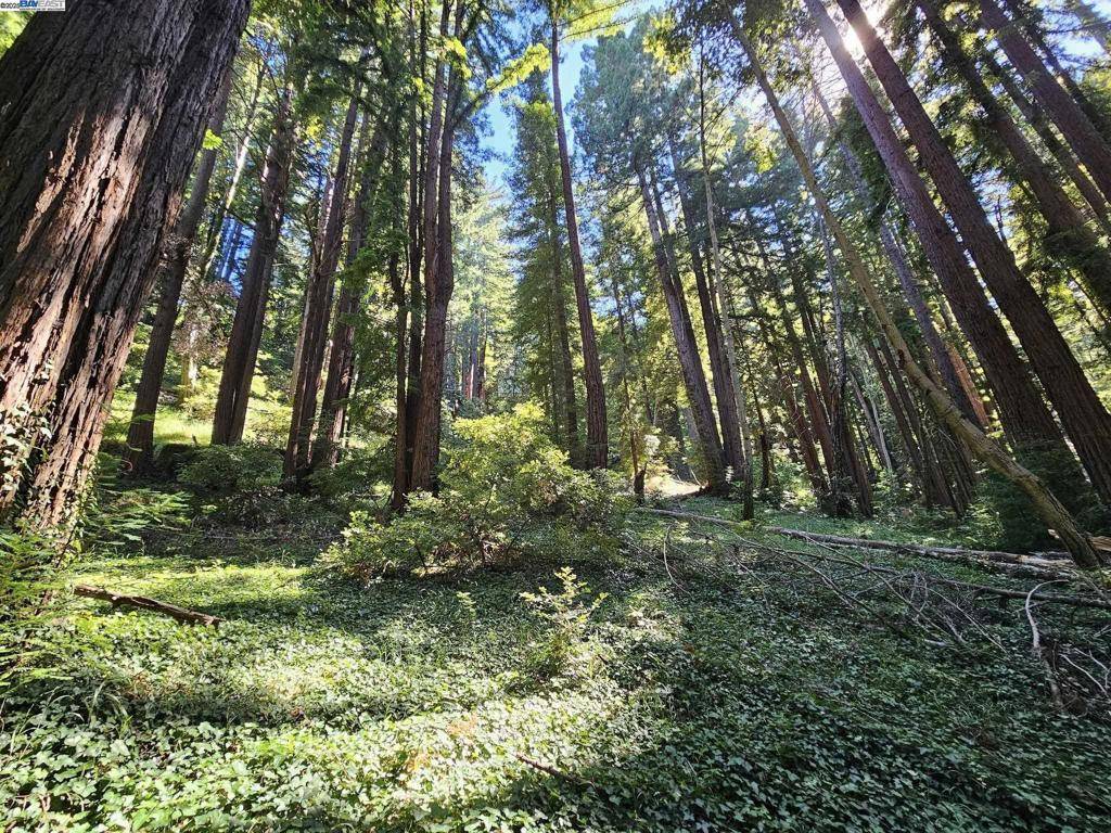 Woodside, CA 94062,26 Old La Honda Rd