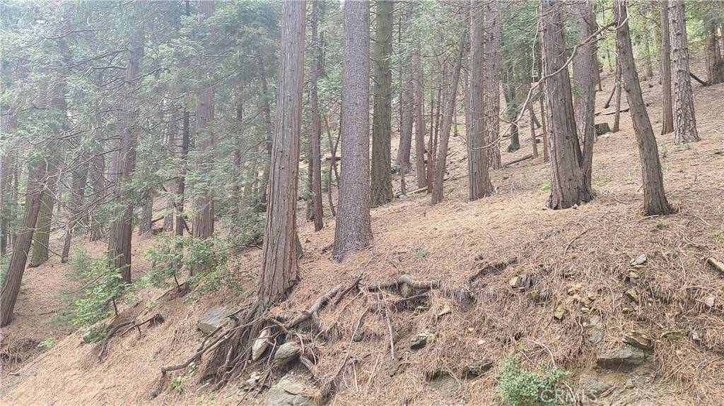 Cedarpines Park, CA 92322,44 Reservoir RD