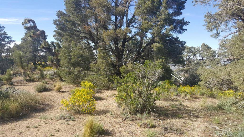 Wrightwood, CA 92372,0 Scenic Creek DR