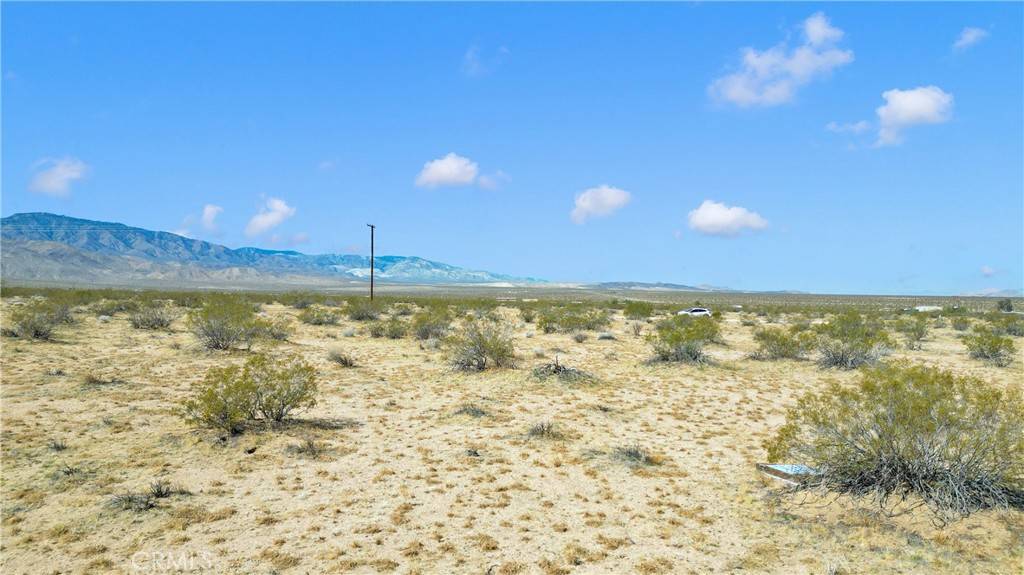 Johnson Valley, CA 92285,0 Datura