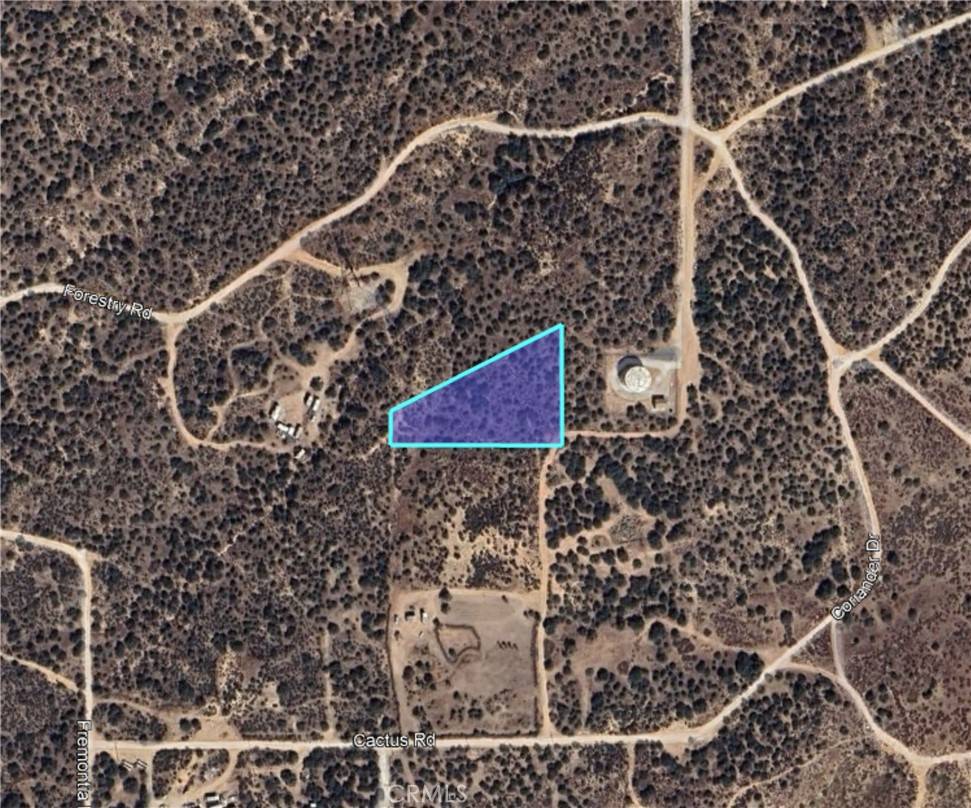 Phelan, CA 92344,11 Coriander