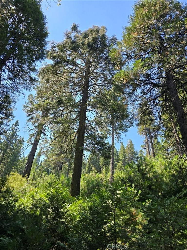 Cedarpines Park, CA 92322,0 Lovers LN