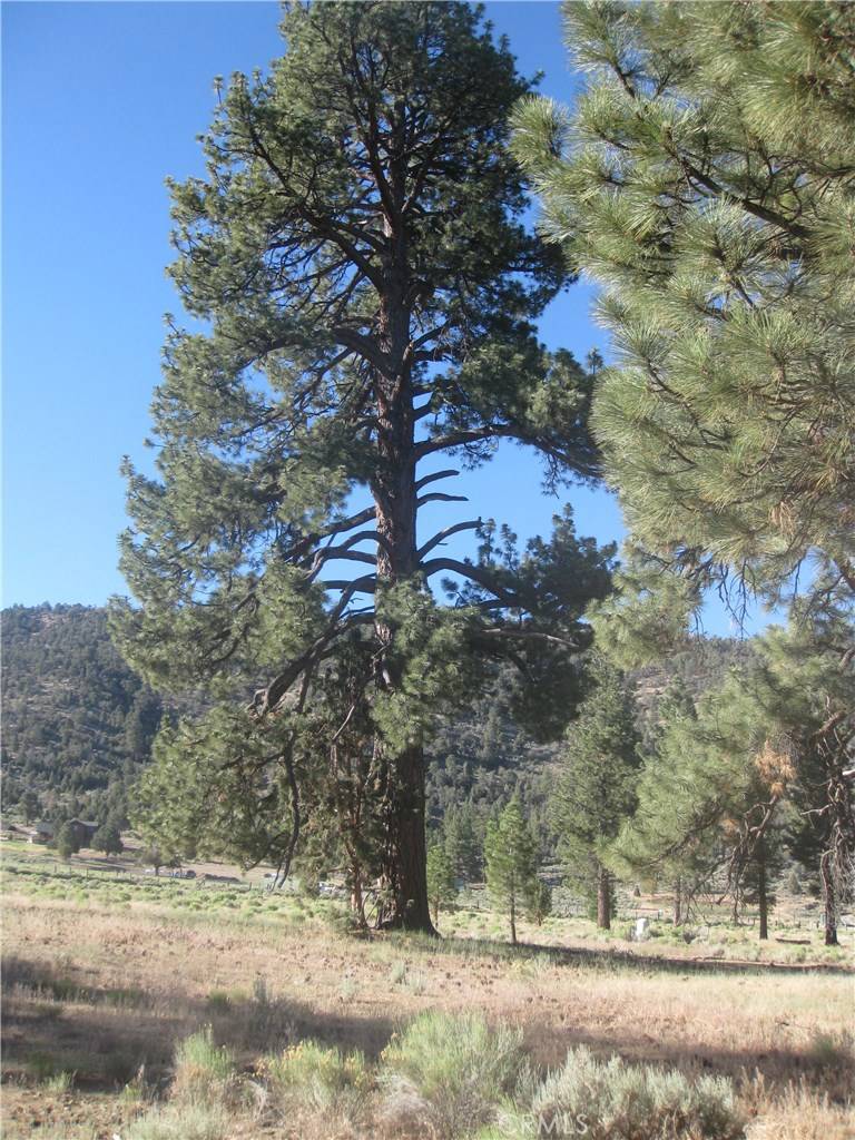 Big Bear City, CA 92314,2824 Erwin Ranch RD
