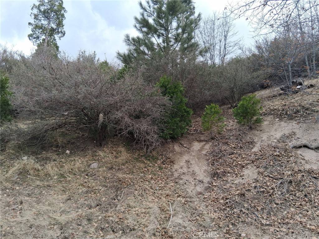 Cedar Glen, CA 92321,29602 Hook Creek RD