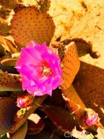 Pinyon Pines, CA 92561,0 Pinesmoke RD