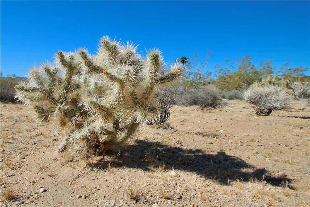 Joshua Tree, CA 92252,0 Avenida La Espana Daga