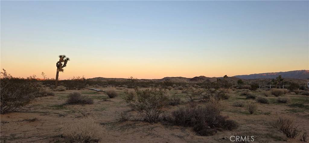 Joshua Tree, CA 92252,0 Campanula ST