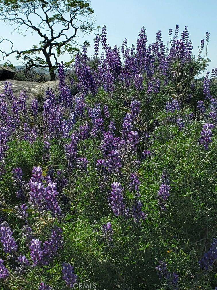 Raymond, CA 93653,0 Spinecup Ridge