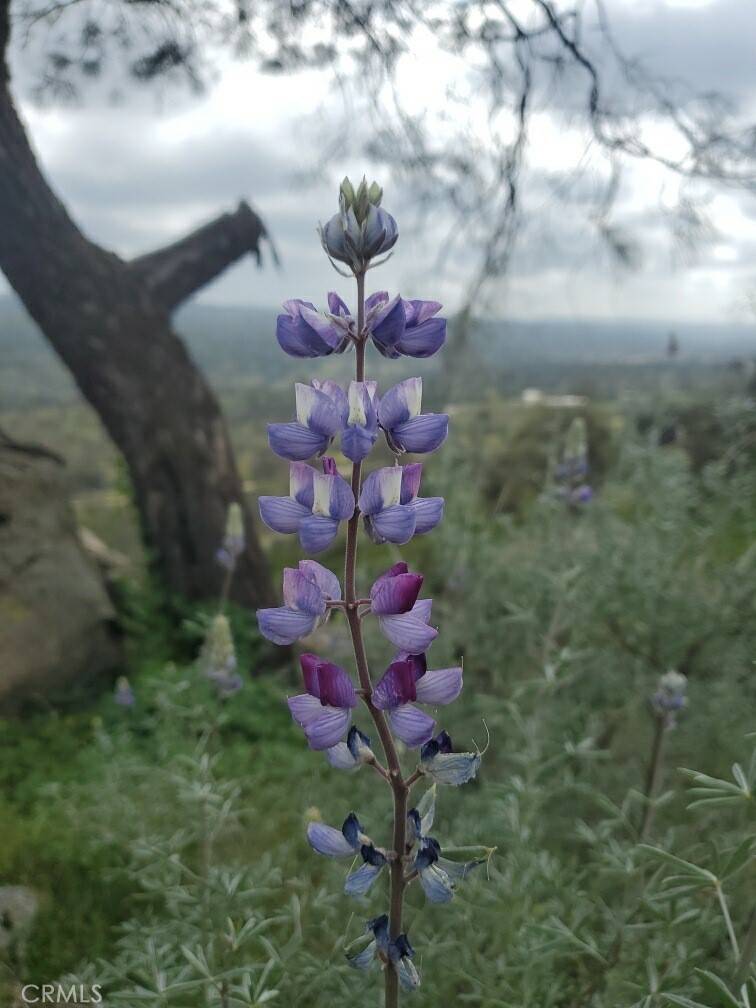 Raymond, CA 93653,0 Spinecup Ridge