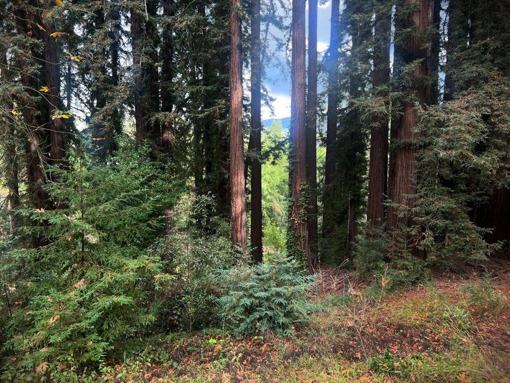 Los Gatos, CA 95033,21578 Alma CT