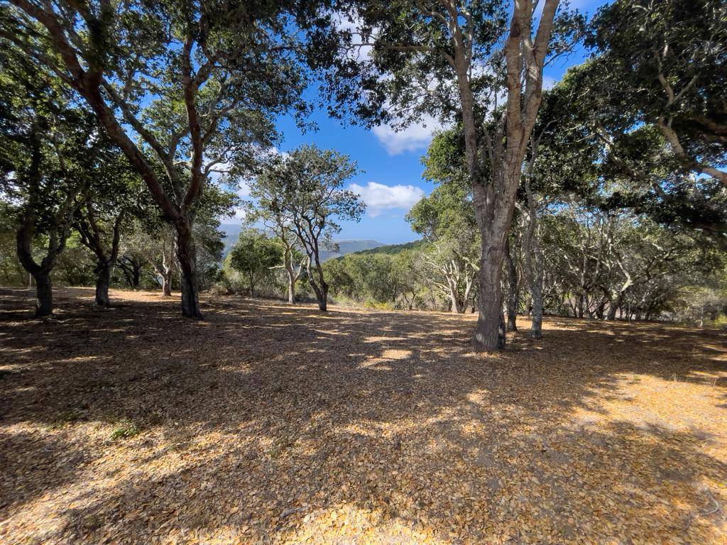 Carmel, CA 93923,70 Chamisal