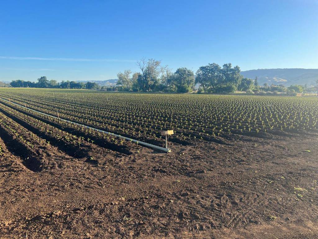 Gilroy, CA 95020,2 Buena vista
