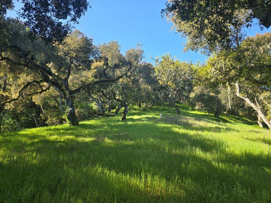Carmel Valley, CA 93924,16 SLEEPY HOLLOW DRIVE