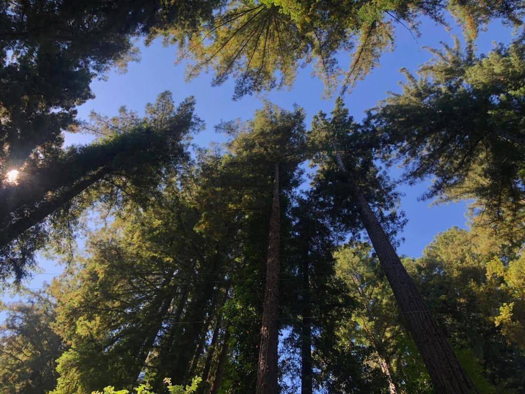 Los Gatos, CA 95033,20997 Sioux TRL