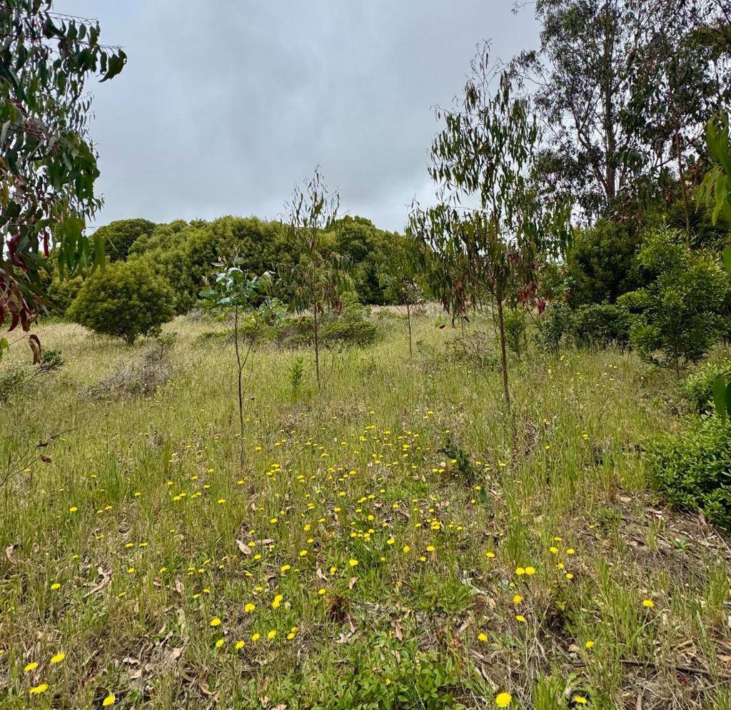 Half Moon Bay, CA 94019,0 Bonita
