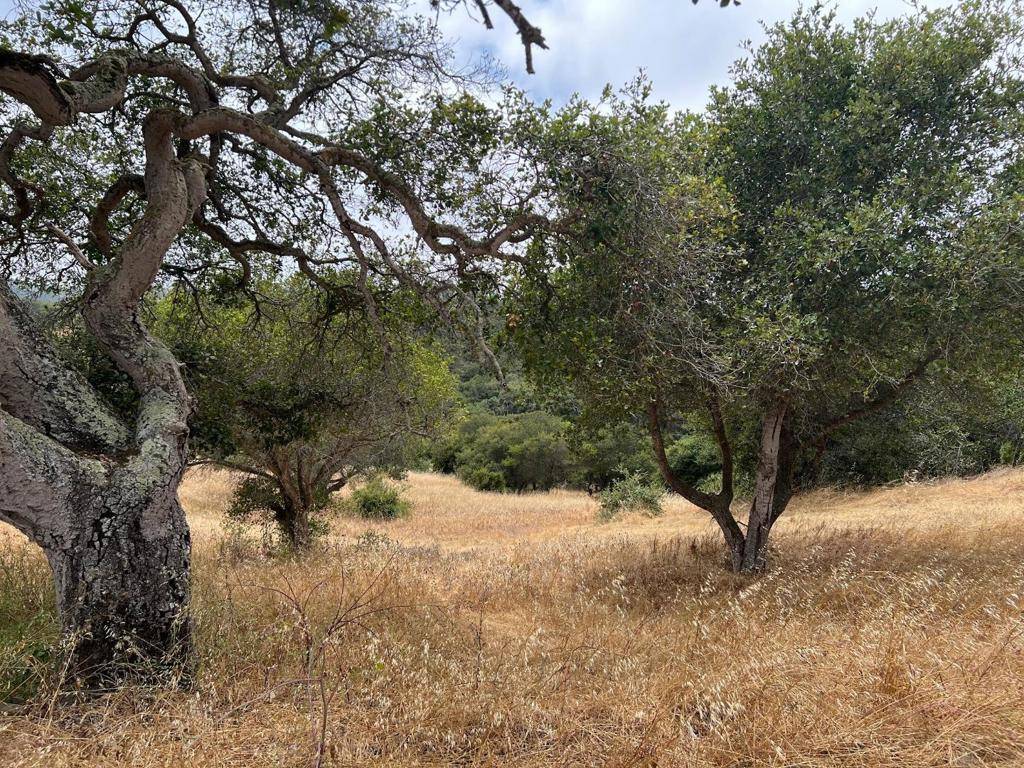 Royal Oaks, CA 95076,3230 Hillman LN