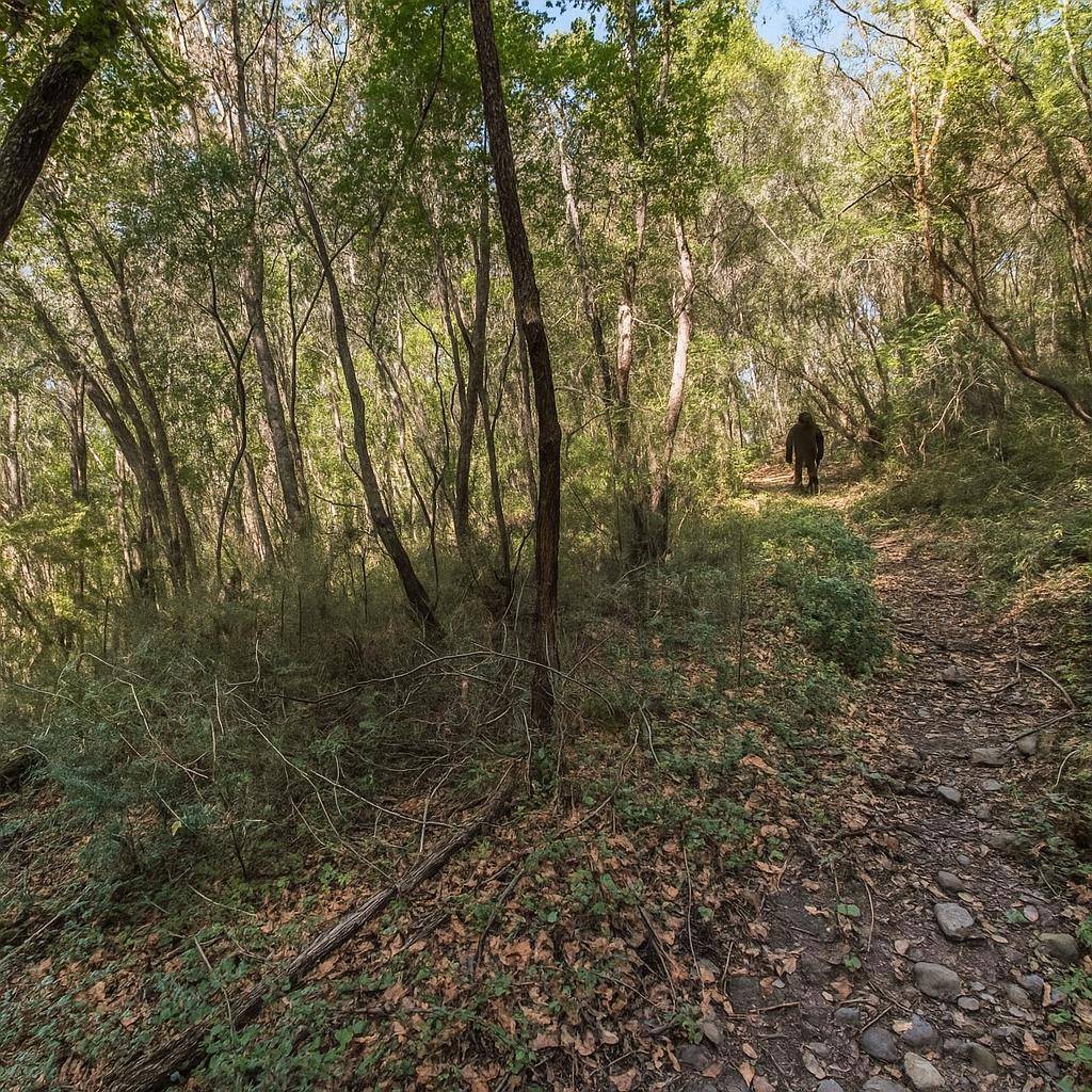 Felton, CA 95018,Madrone AVE