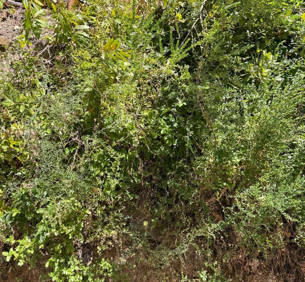 Felton, CA 95018,275 Carrol AVE