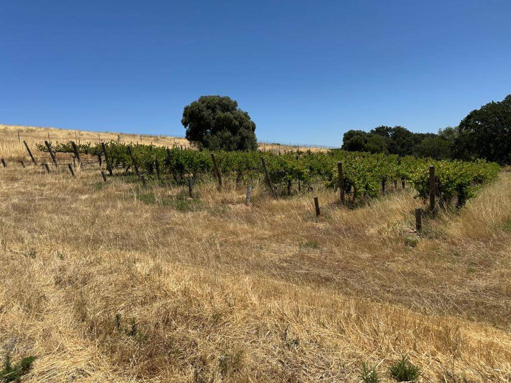 Livermore, CA 94550,342 Kalthoff Common