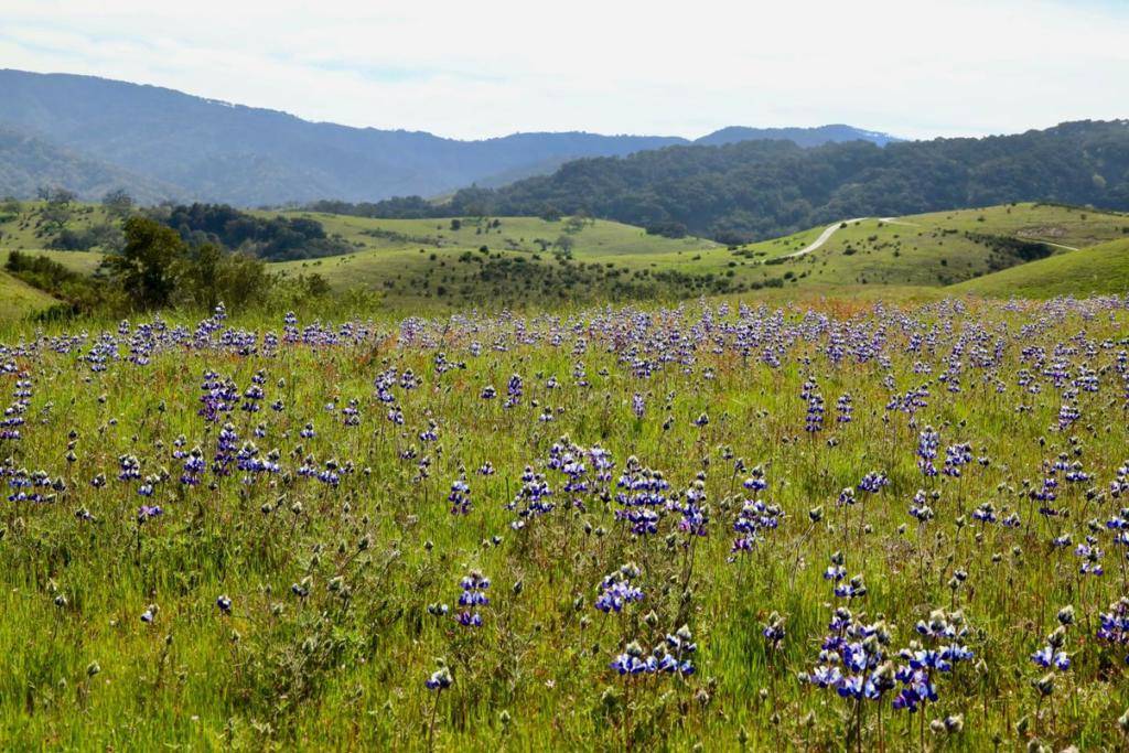 Carmel, CA 93923,1 Penon Peak (Lot 217) TRL