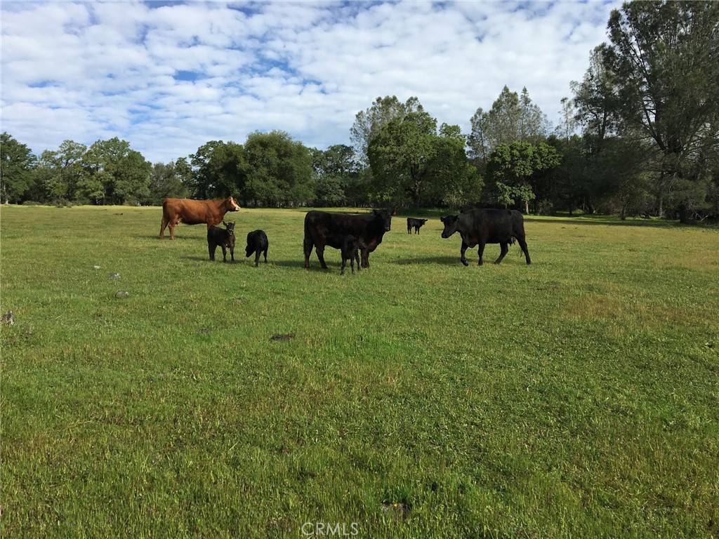 Oroville, CA 95965,1484 Oregon Gulch RD