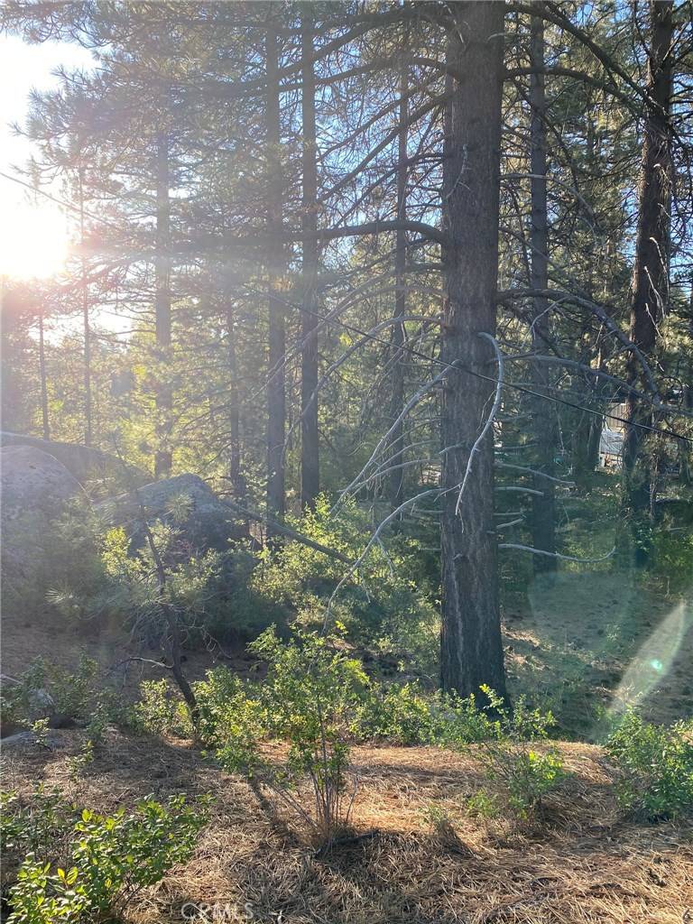 Big Bear, CA 92315,0 Cienega RD