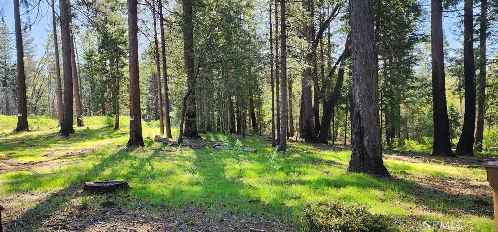 Magalia, CA 95954,0 Goldcone