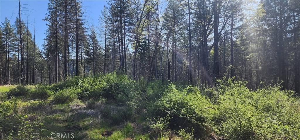 Magalia, CA 95954,0 Goldcone