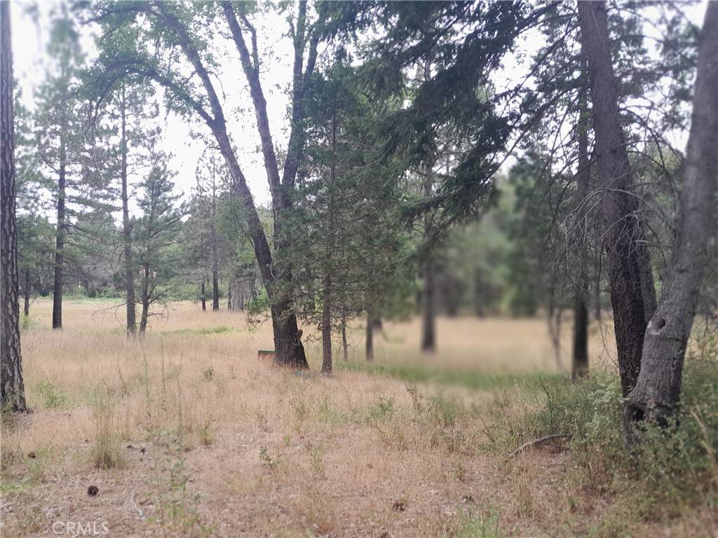 Oroville, CA 95965,3979 Yellow Wood RD