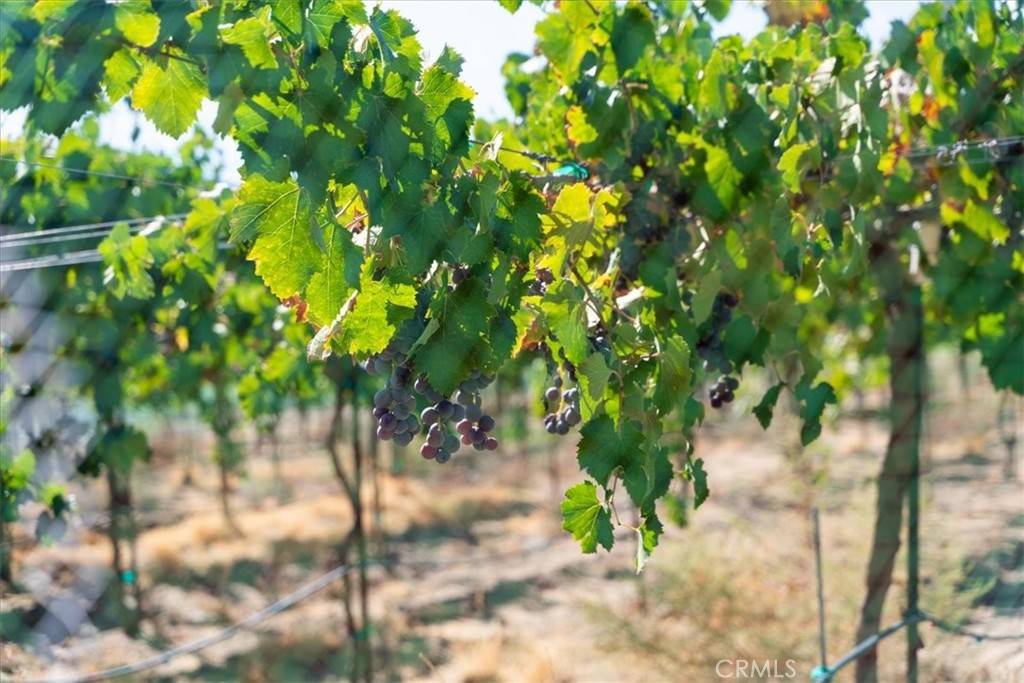 Aguanga, CA 92536,43900 Highway 79