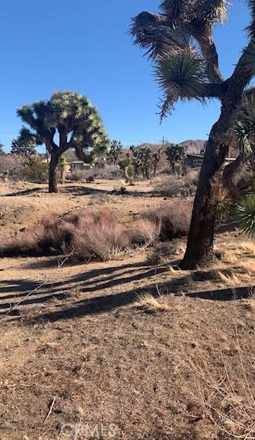 Yucca Valley, CA 92284,8001 Aster