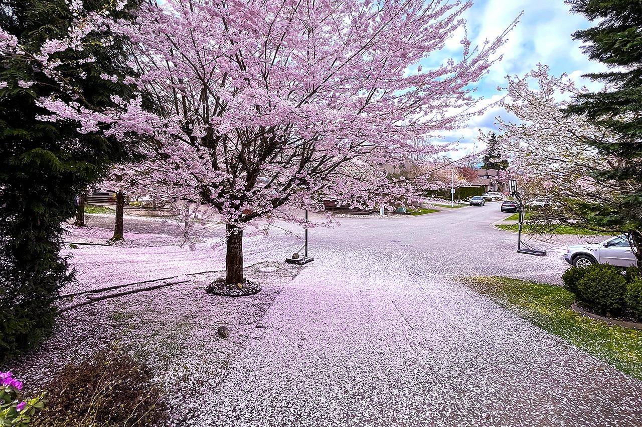 Surrey, BC V4N 5H2,10258 167a ST
