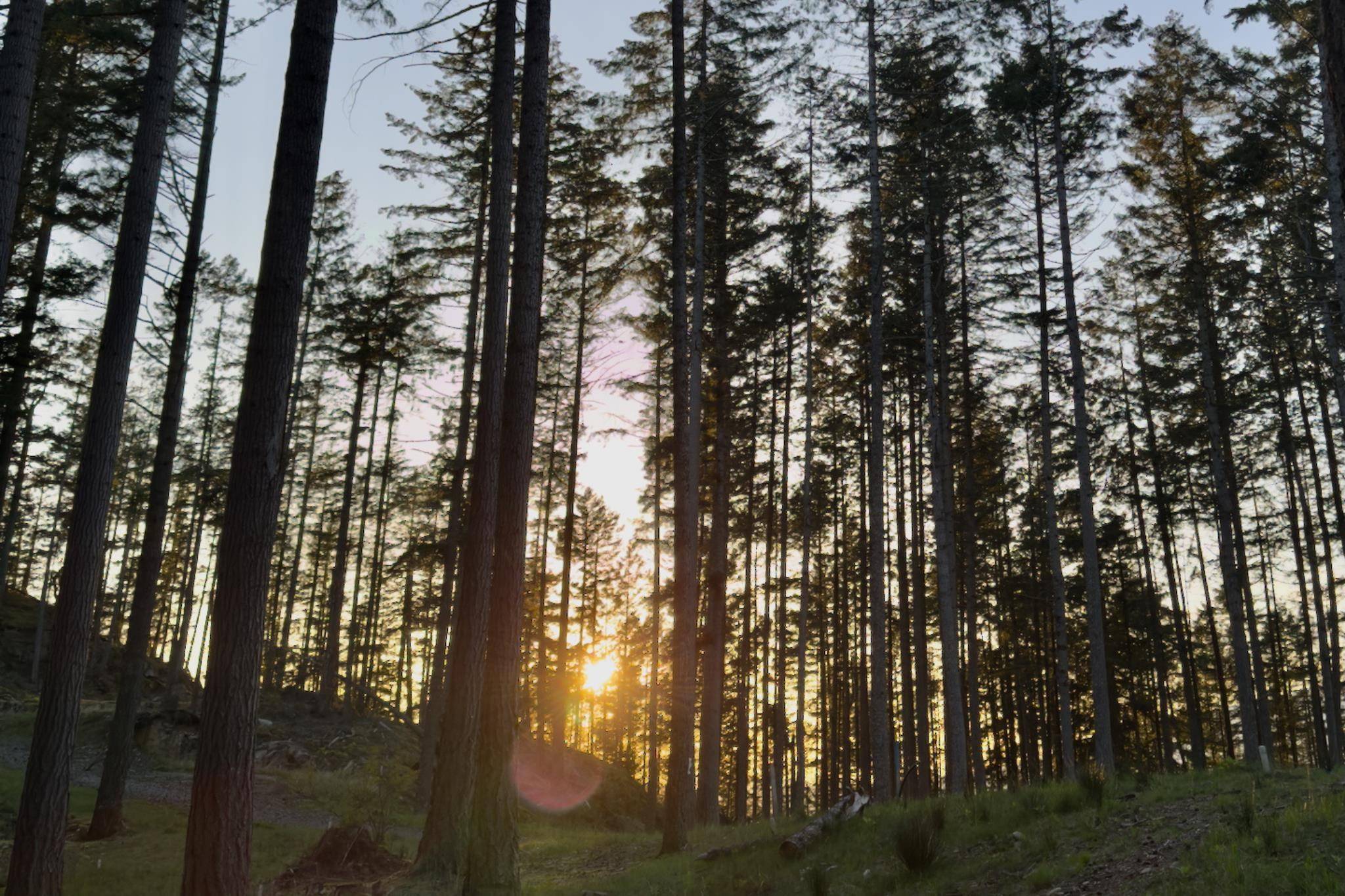 Bowen Island, BC V0N 1G2,LOT3 Arbutus RDG #PH3