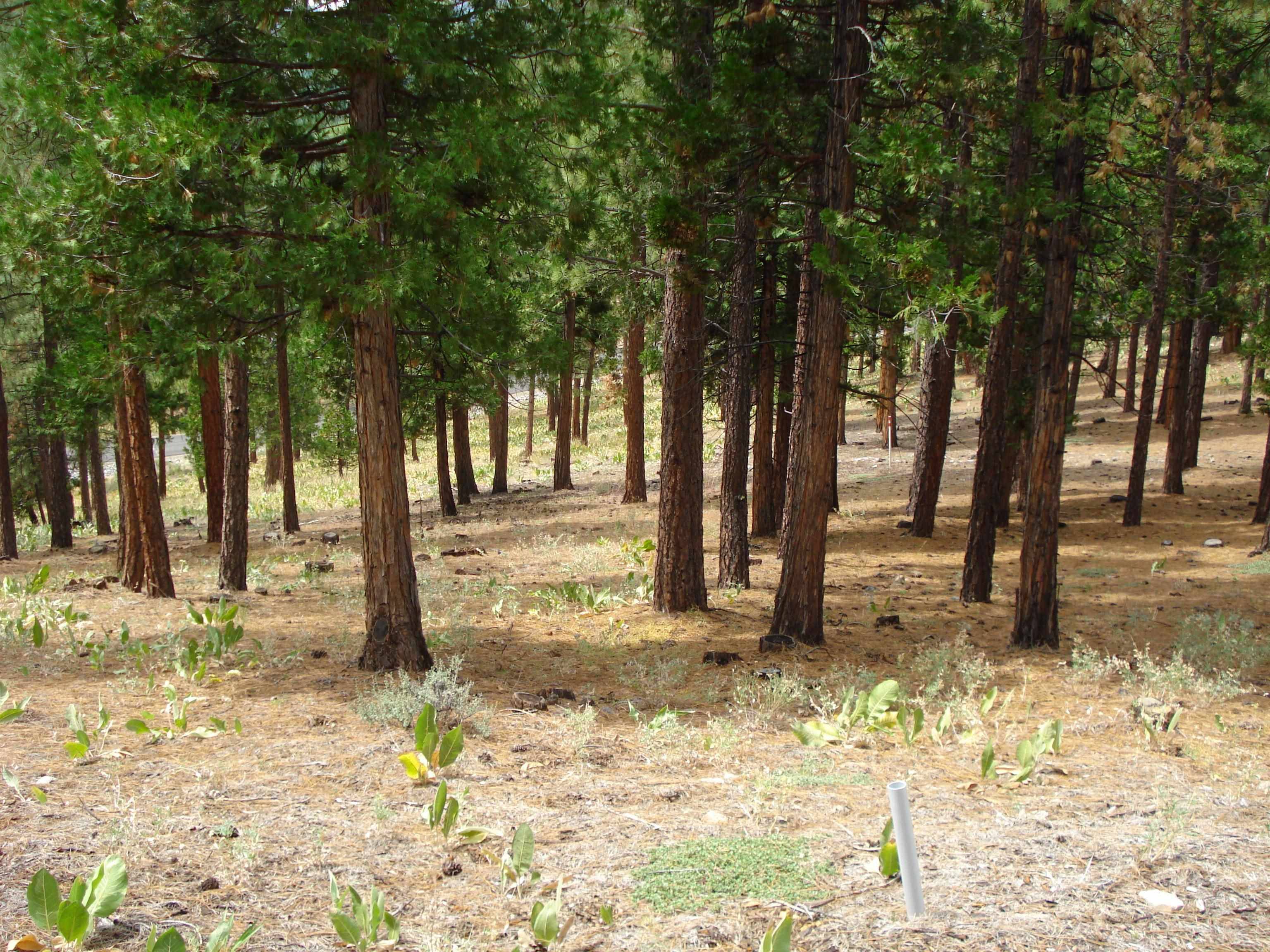 Portola, CA 96122,307 Big Cedar Lane