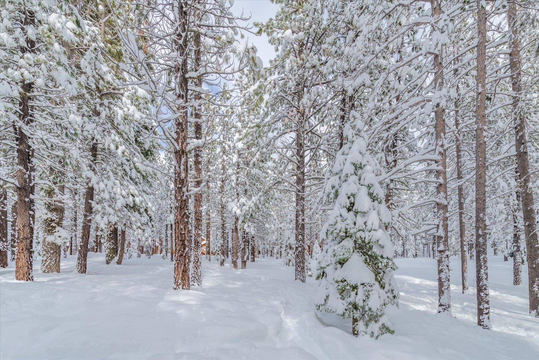 Truckee, CA 96161,12451 Northwoods Boulevard #B