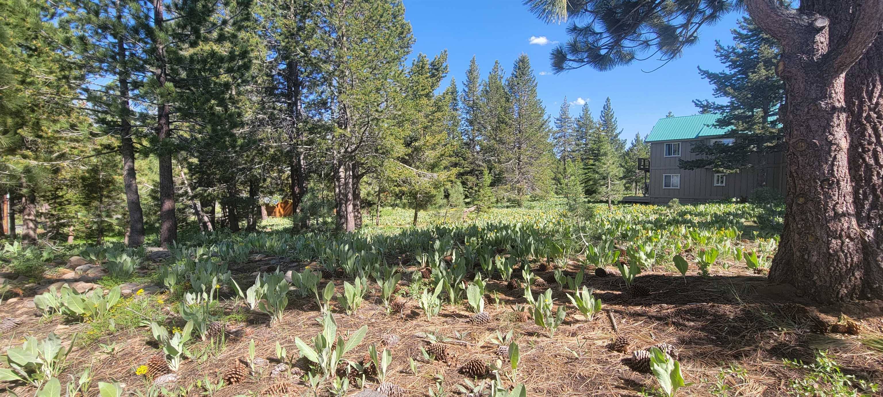 Truckee, CA 96161,12495 Springbrook Place