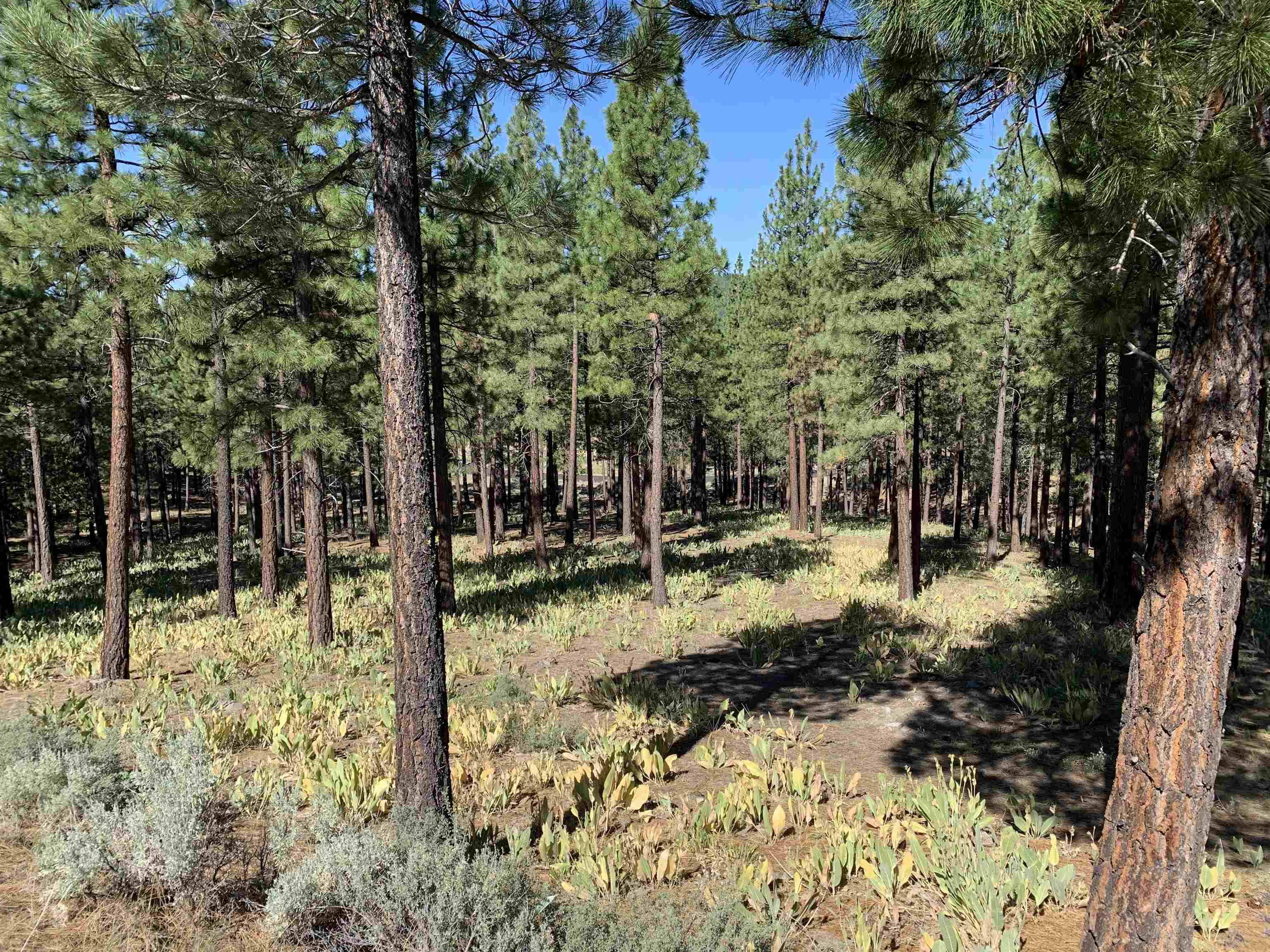 Portola, CA 96122,348 Starflower Drive