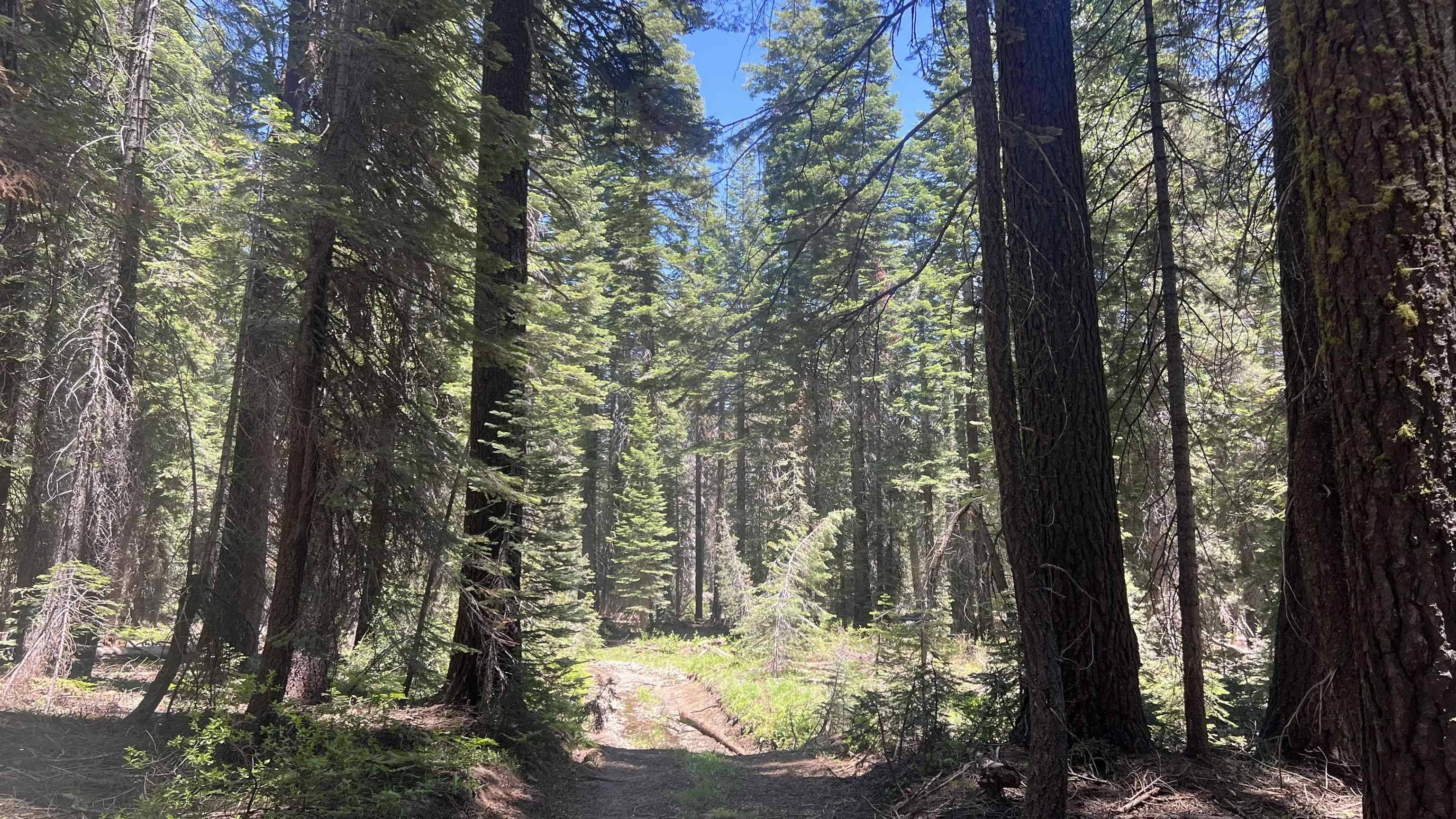 Soda Springs, CA 95728,51460 Red Fir Drive