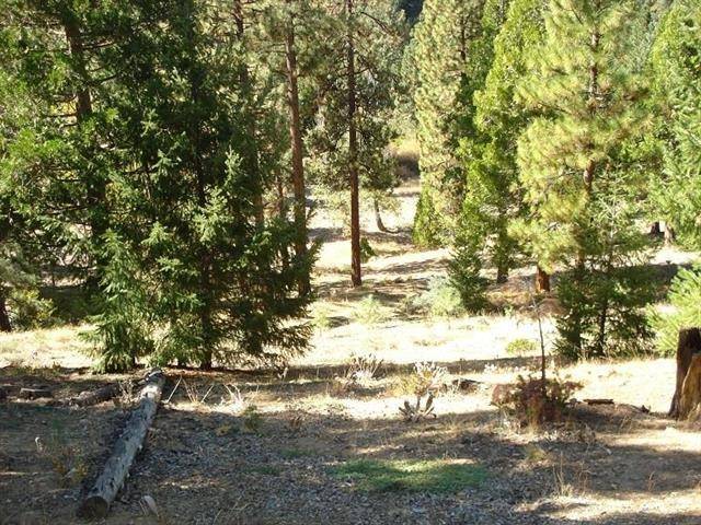 Portola, CA 96122,357 Big Grizzly