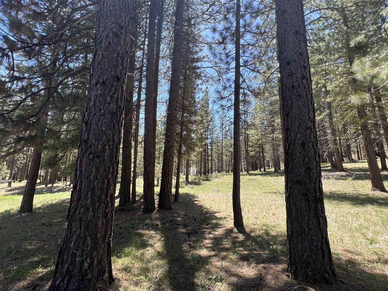 Graeagle, CA 96103,225 Gold Nugget Lane